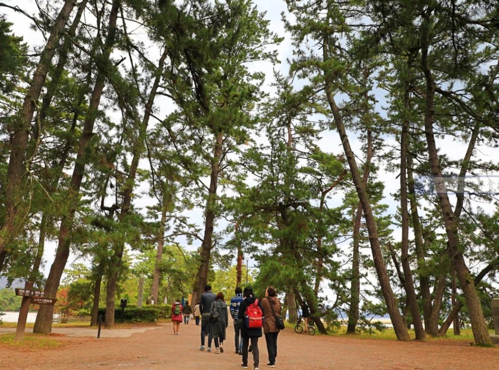 天橋立松林步道