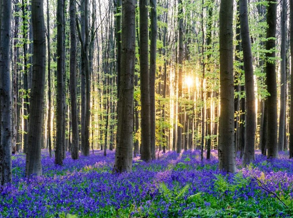 比利時哈勒布森林Hallerbos02