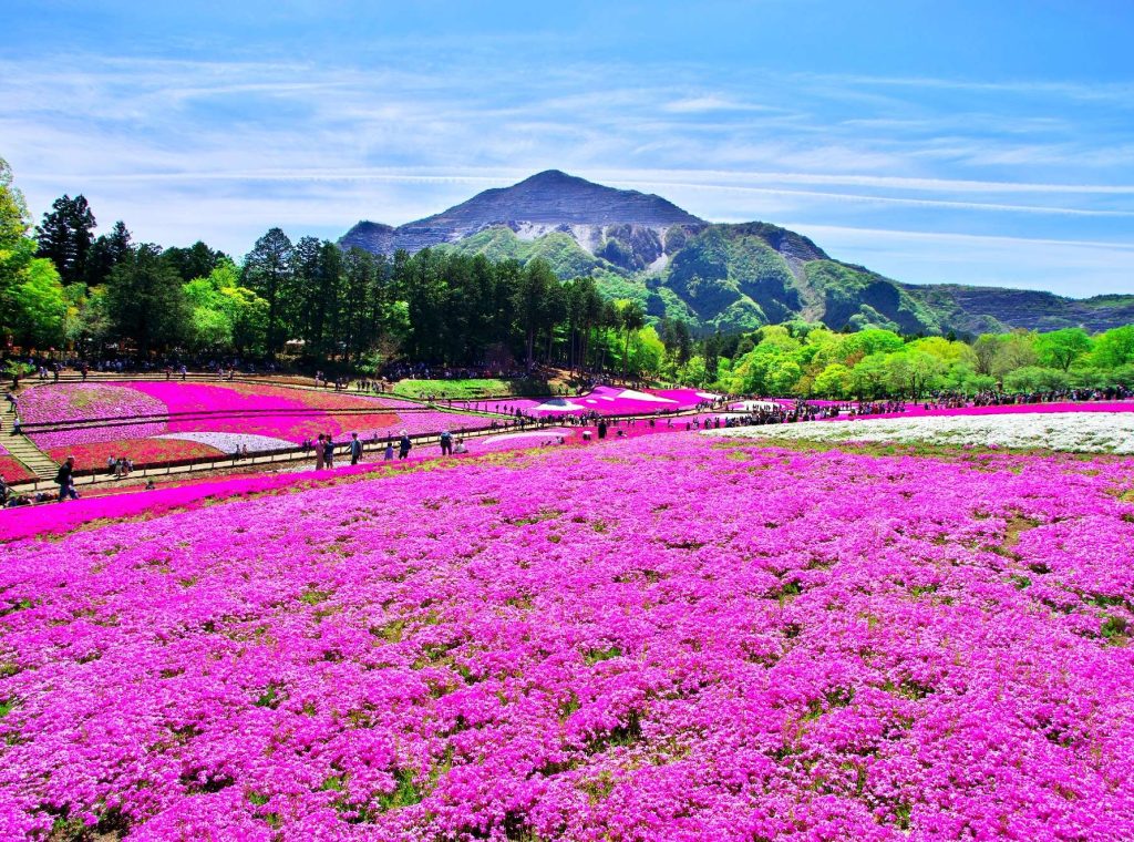 秩父羊山公園