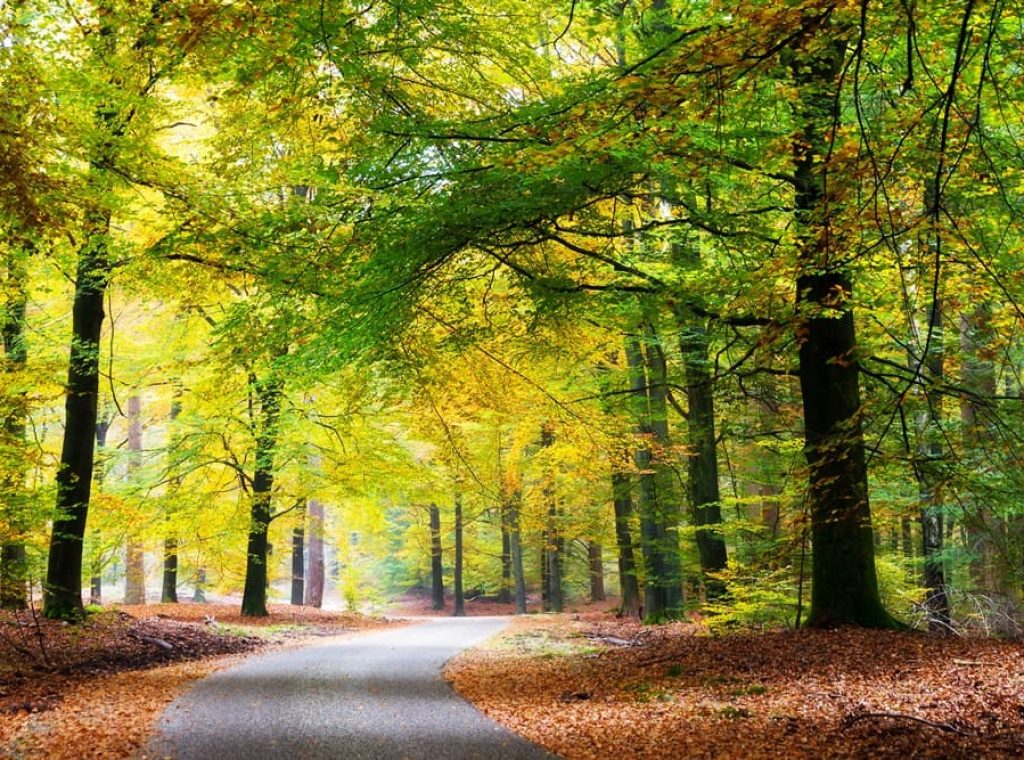 荷蘭梵谷森林國家公園Hoge Veluwe National Park