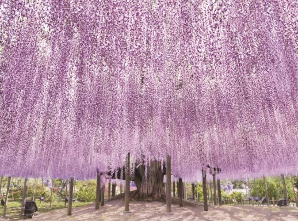 足利紫藤公園