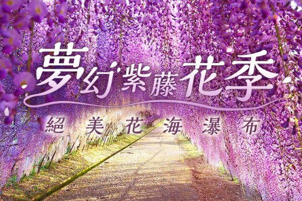 足利紫藤公園06